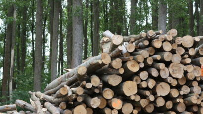 Strides Made in Biomass Energy Techniques